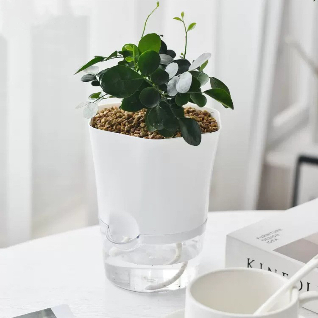 Transparent Plastic Self Water - огляд і ціна Aloe Vera Pot